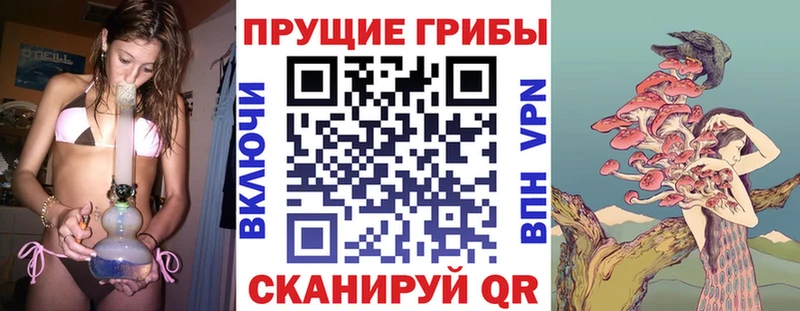 Псилоцибиновые грибы Psilocybe  купить наркоту  Суджа 